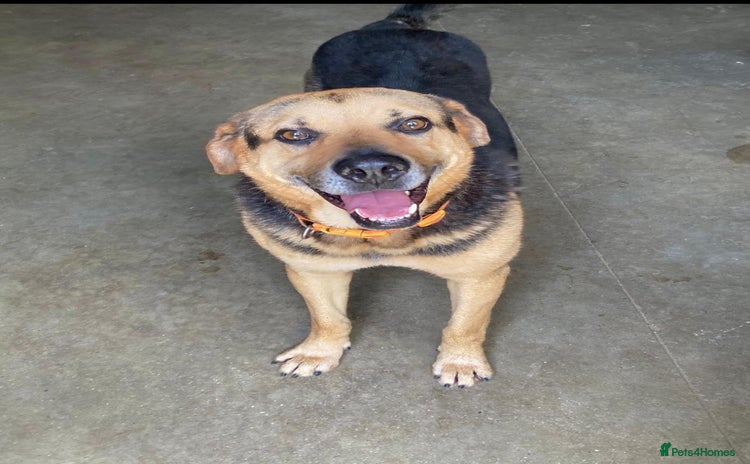 Mixed Breed dogs in Hengoed - Advert 17