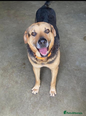 Mixed Breed dogs for adoption in Hengoed - Advert 1