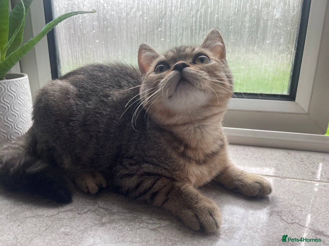 British Shorthair cats for sale: STUNNING British Shorthair Kittens Silver Tabbies - Image 14