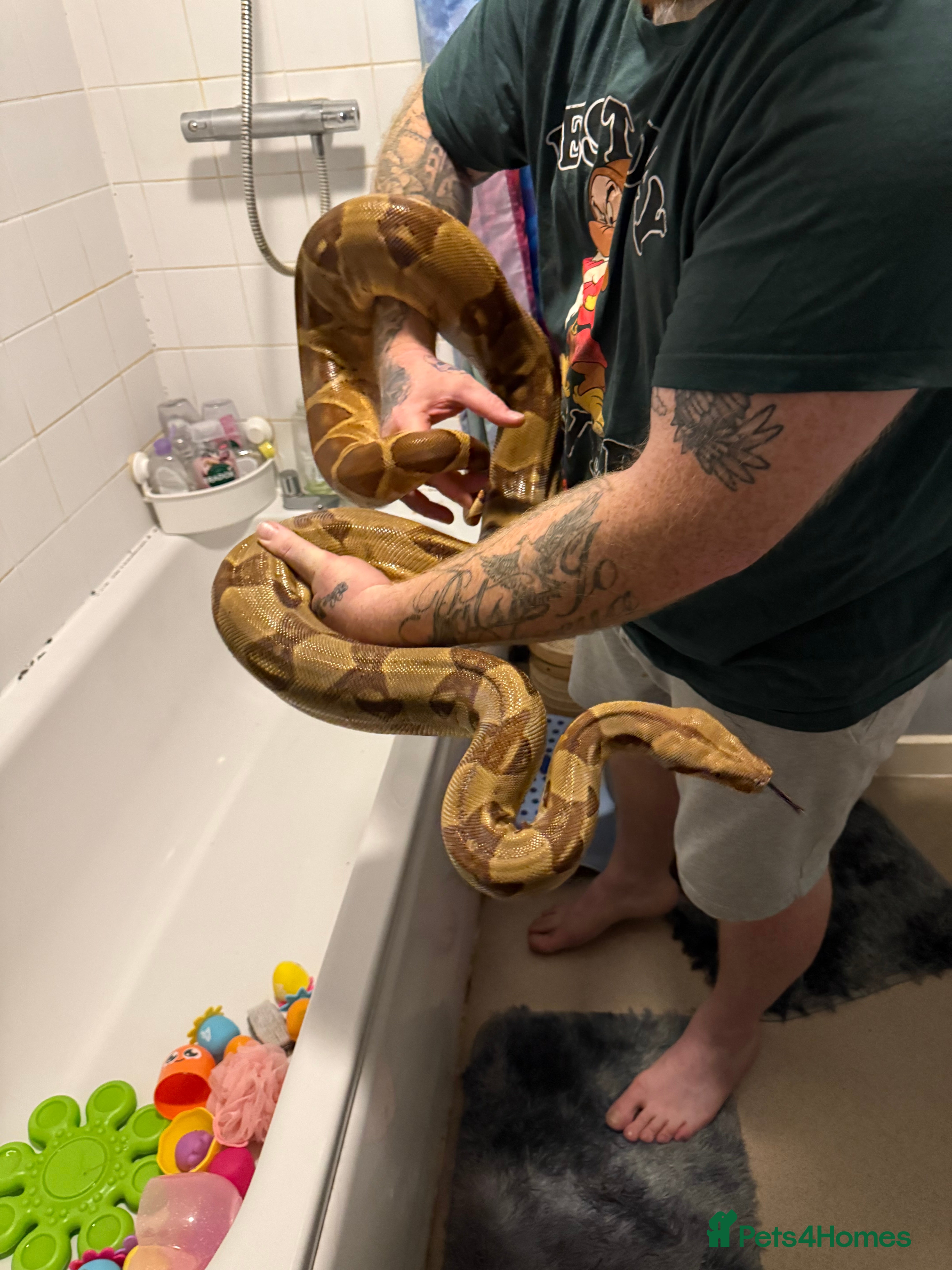 Boa Snake reptiles Hypo jungle boa  - Advert 1