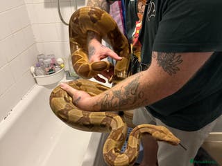 Boa Snake reptiles Hypo jungle boa - Advert 1