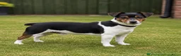 Jack Russell dogs for sale: Miniature Jack Russell Puppies  in Windlesham - Advert 16