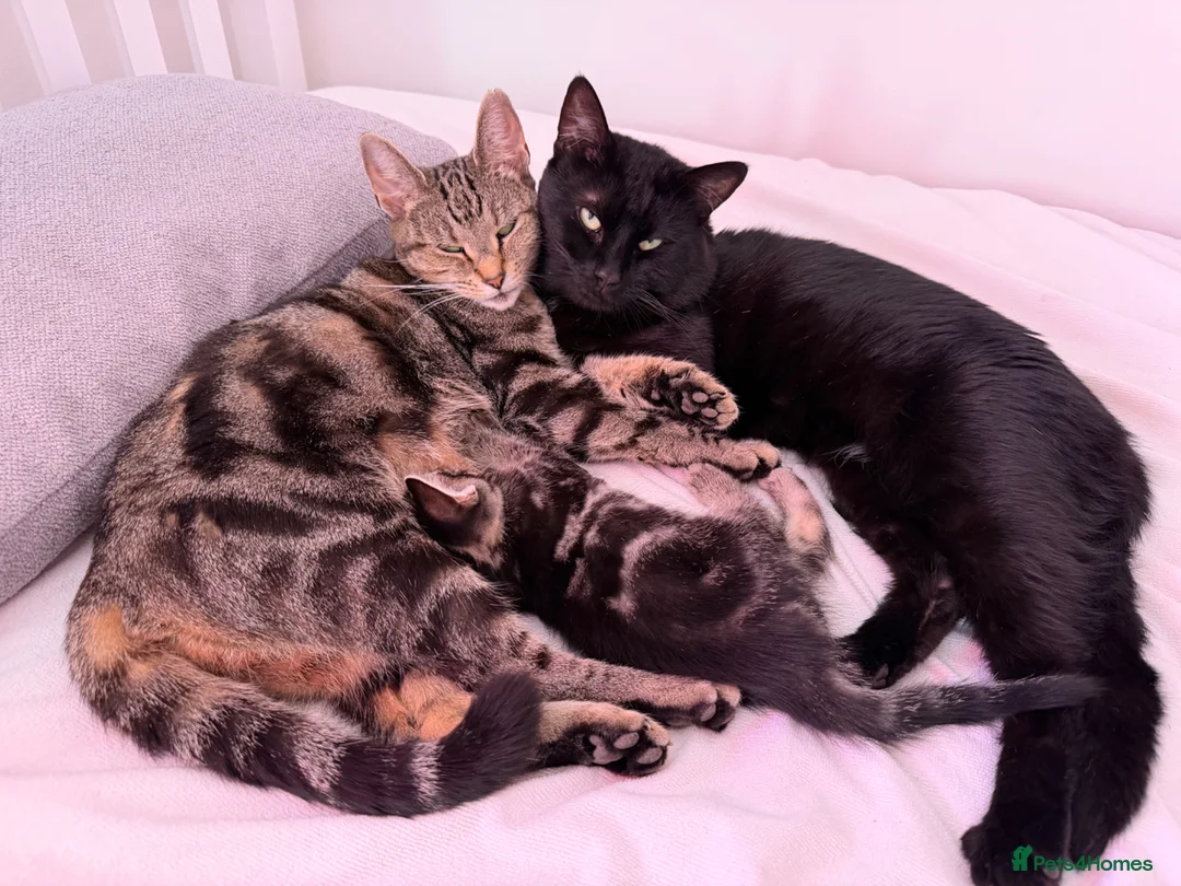 Mixed Breed cats for sale: 🐾 Beautiful Tabby Girl Kitten Available Again 🐾  - Advert 1