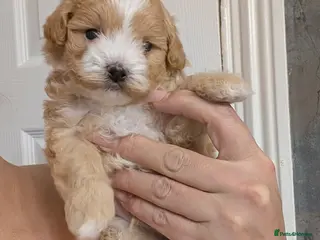 Maltipoo dogs 💫TOP QUALITY LUXURY F1 MALTIPOO LAST BOY❗🩵 - Advert 2