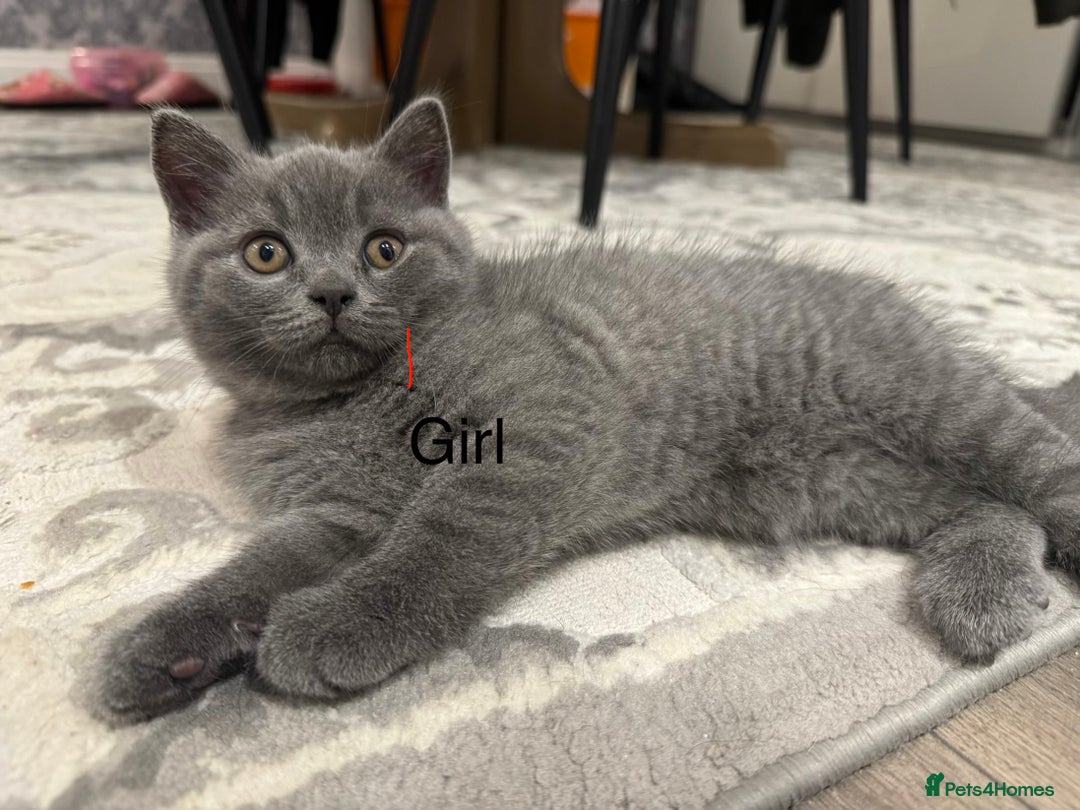 British Shorthair cats for sale: British Shorthair kittens - Advert 5