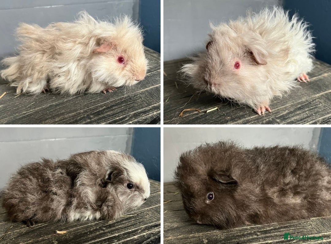 Guinea Pig rodents for sale: Guinea Pig Swiss and Lunkarya Boars  - Image 1
