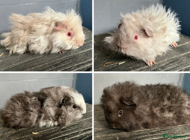 Guinea Pig rodents - Advert 13