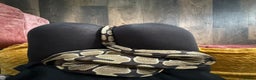 Python Snake reptiles for sale: Free to a good loving home  - Advert 1