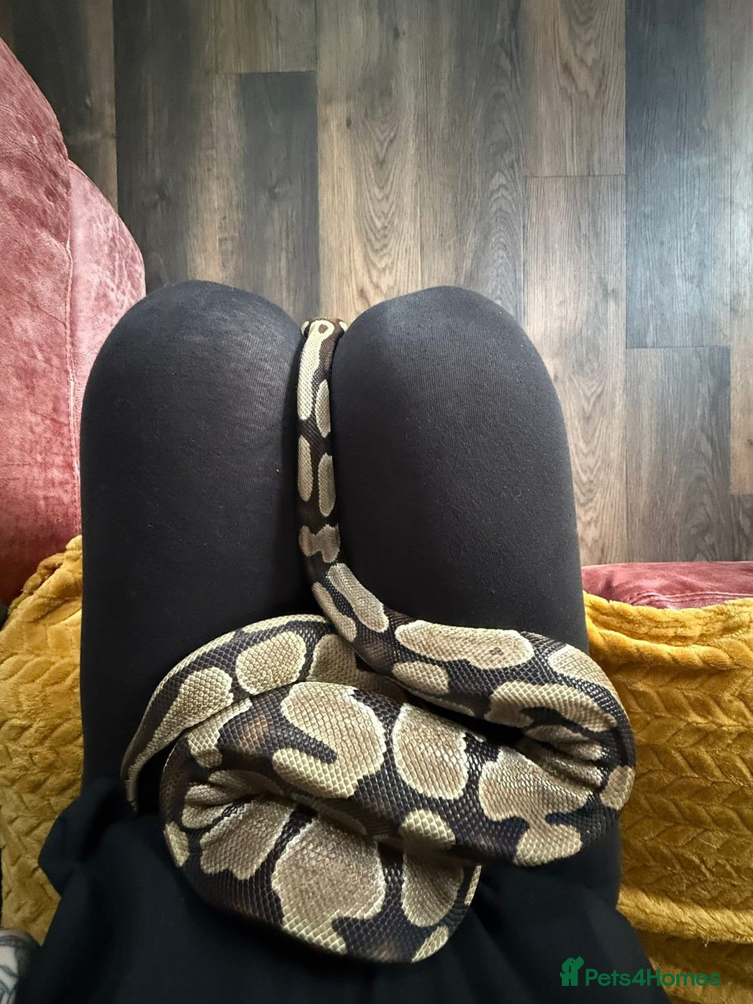 Python Snake reptiles for sale: Free to a good loving home  - Advert 1