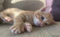 Mixed Breed cats for sale: 4 gorgeous mixed breed kittens - Image 8