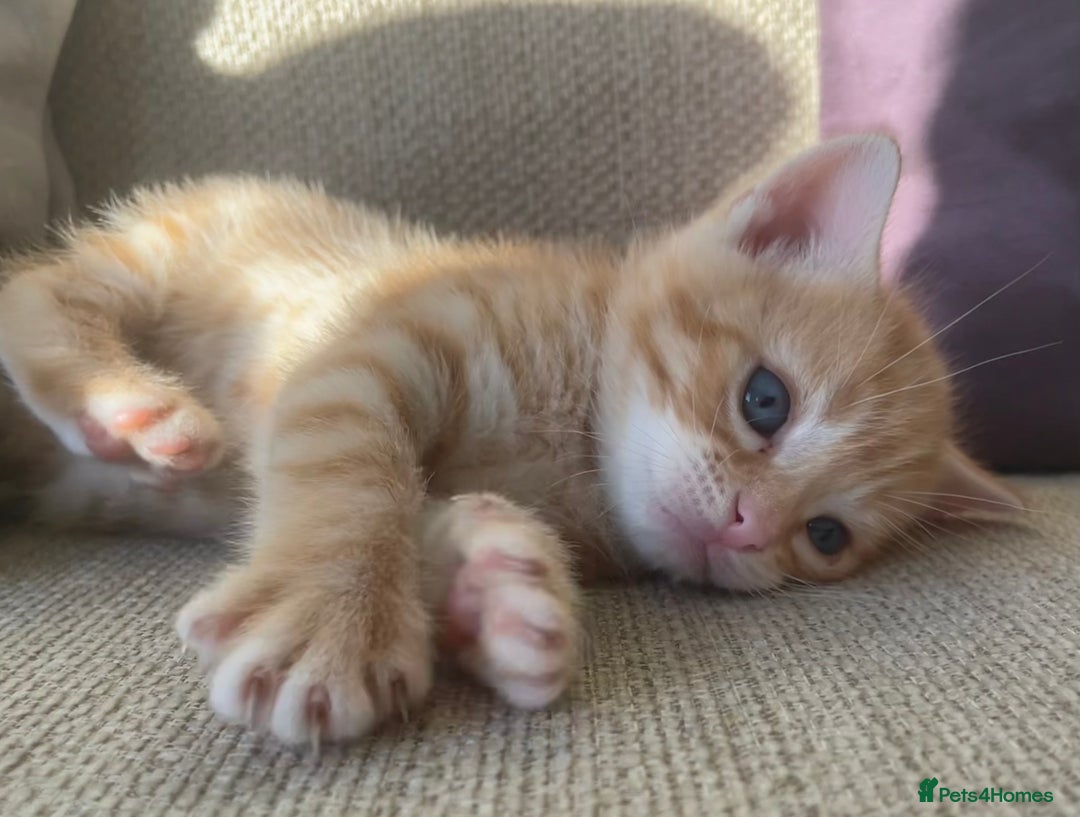 Mixed Breed cats for sale: 4 gorgeous mixed breed kittens - Image 8
