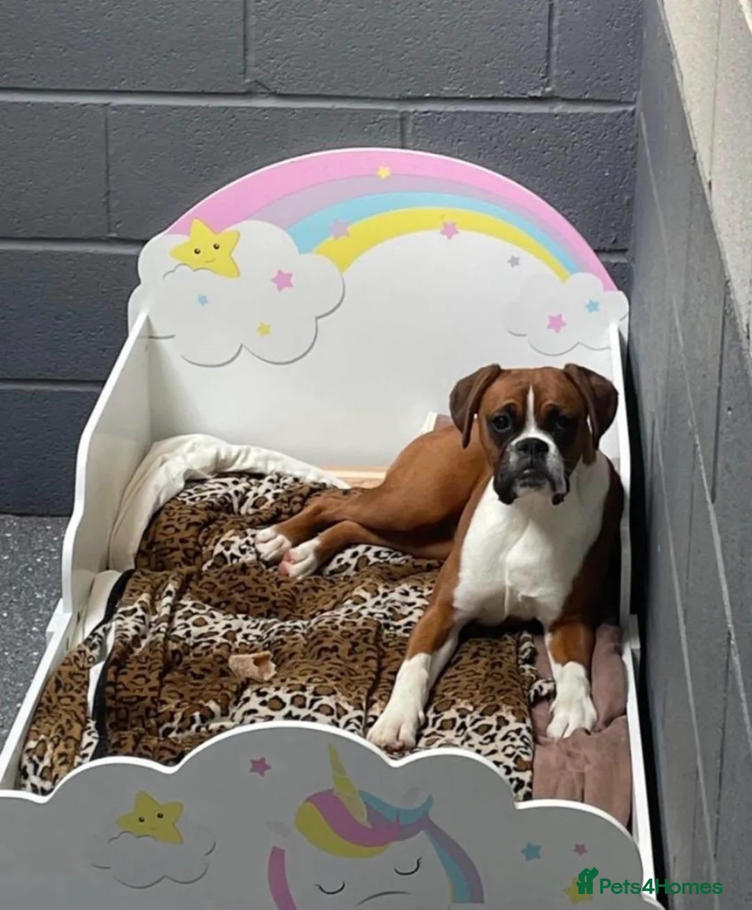 Boxer dogs for sale: Red & White Bobtail Girl - Advert 2