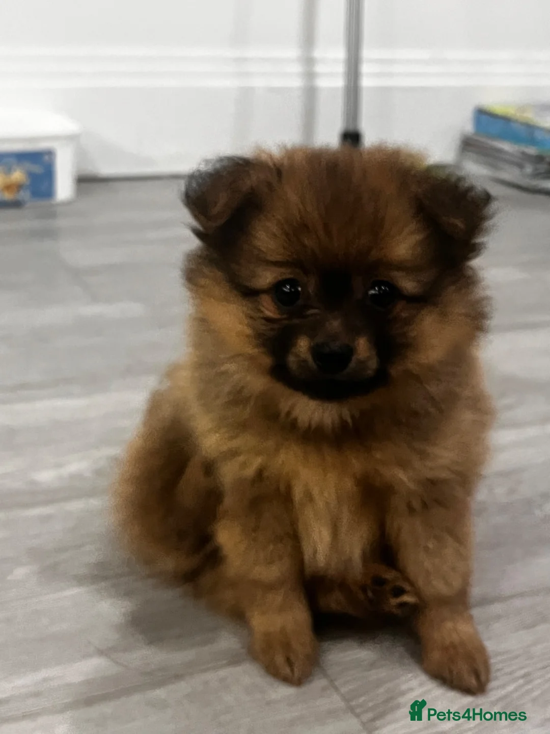 Pomeranian dogs for sale: 14 weeks old girl toy fox face pomeranian  - Advert 11