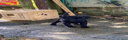 Labrador Retriever dogs for sale: Gorgeous Labrador puppies  in Tetbury - Advert 11