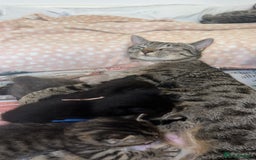 Mixed Breed cats for sale: 4 Beautiful tabby kittens - Image 5