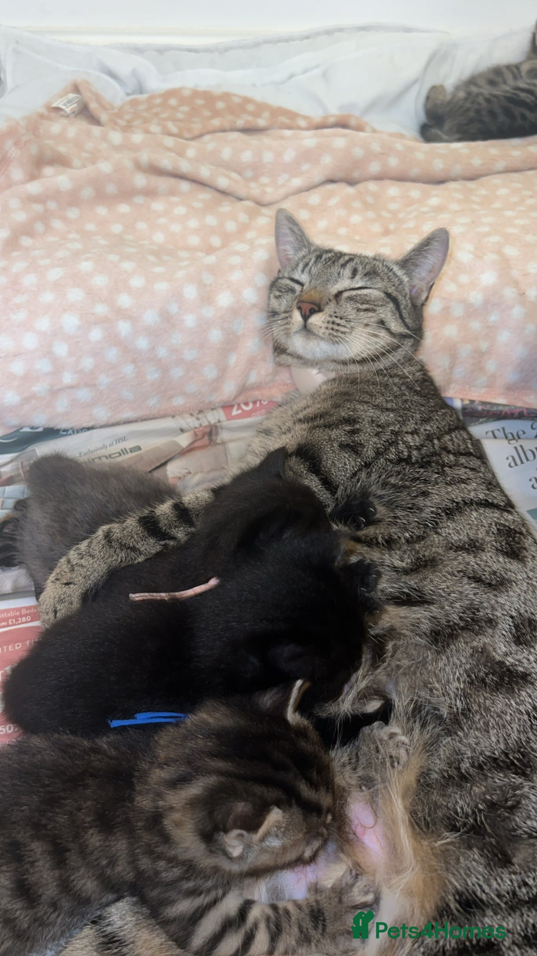 Mixed Breed cats for sale: 4 Beautiful tabby kittens - Image 5