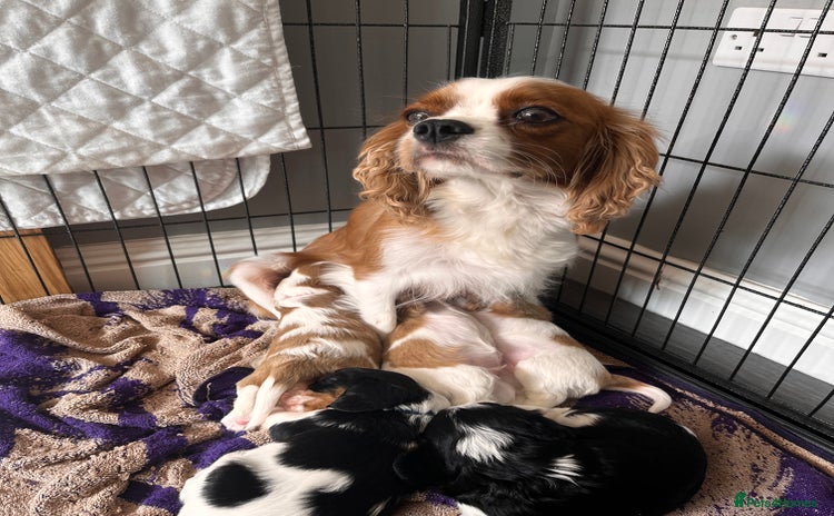 Cavalier King Charles Spaniel dogs - Advert 4
