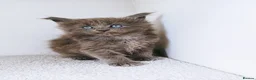 Maine Coon cats for sale: Blue maine coon kittens -DNA health tested parents - Advert 11
