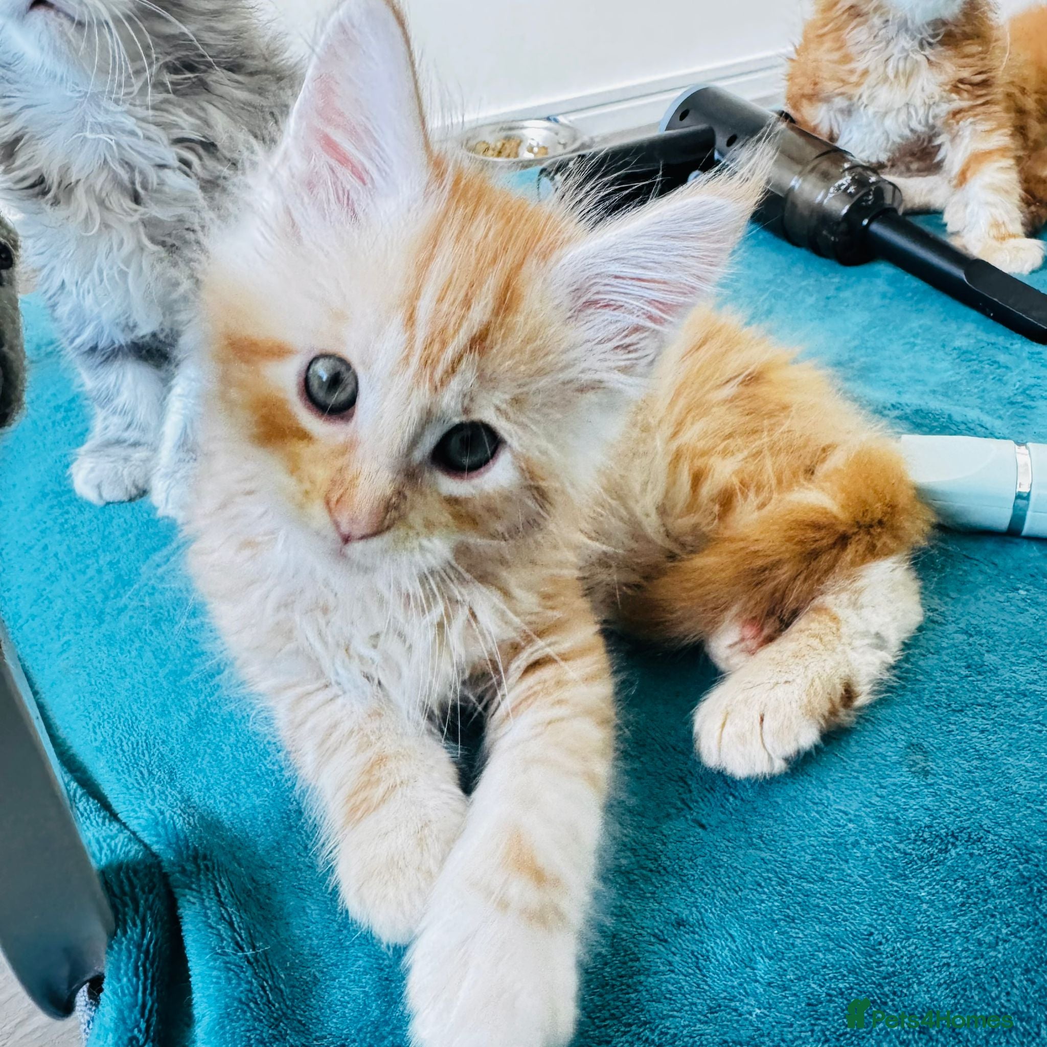 Maine Coon cats Pure breed XXL Maine Coon kittens  - Advert 8