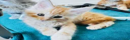 Maine Coon cats for sale: Pure breed XXL Maine Coon kittens  - Advert 8