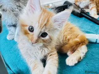 Maine Coon cats Pure breed XXL Maine Coon kittens - Advert 8