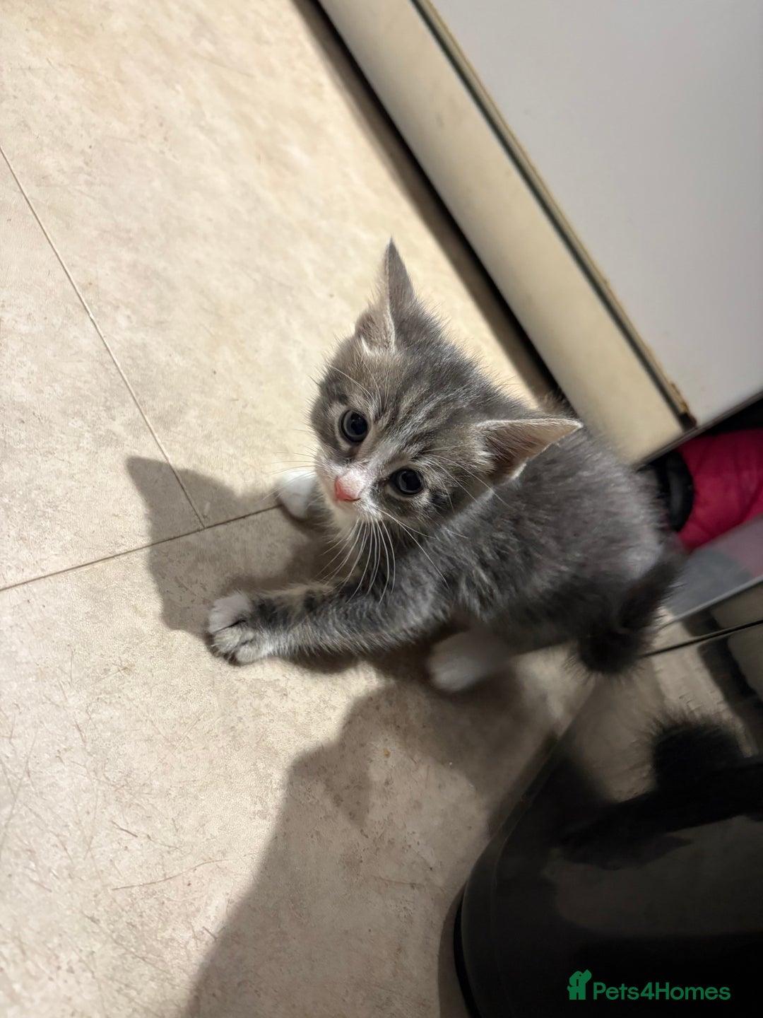 Domestic Shorthair cats for sale: Half bengal - Image 7