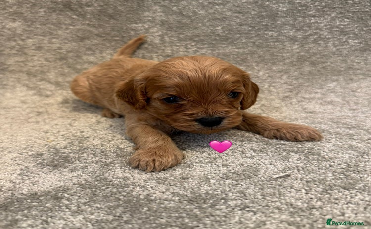 Cavapoo dogs Fully health tested Cavapoo pups🐶🎅 **   - Advert 1