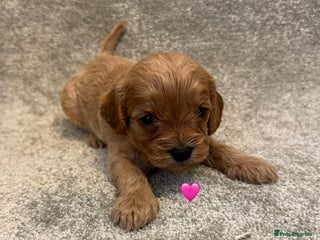 Cavapoo dogs for sale: Fully health tested Cavapoo pups🐶🎅 ** - Advert 1
