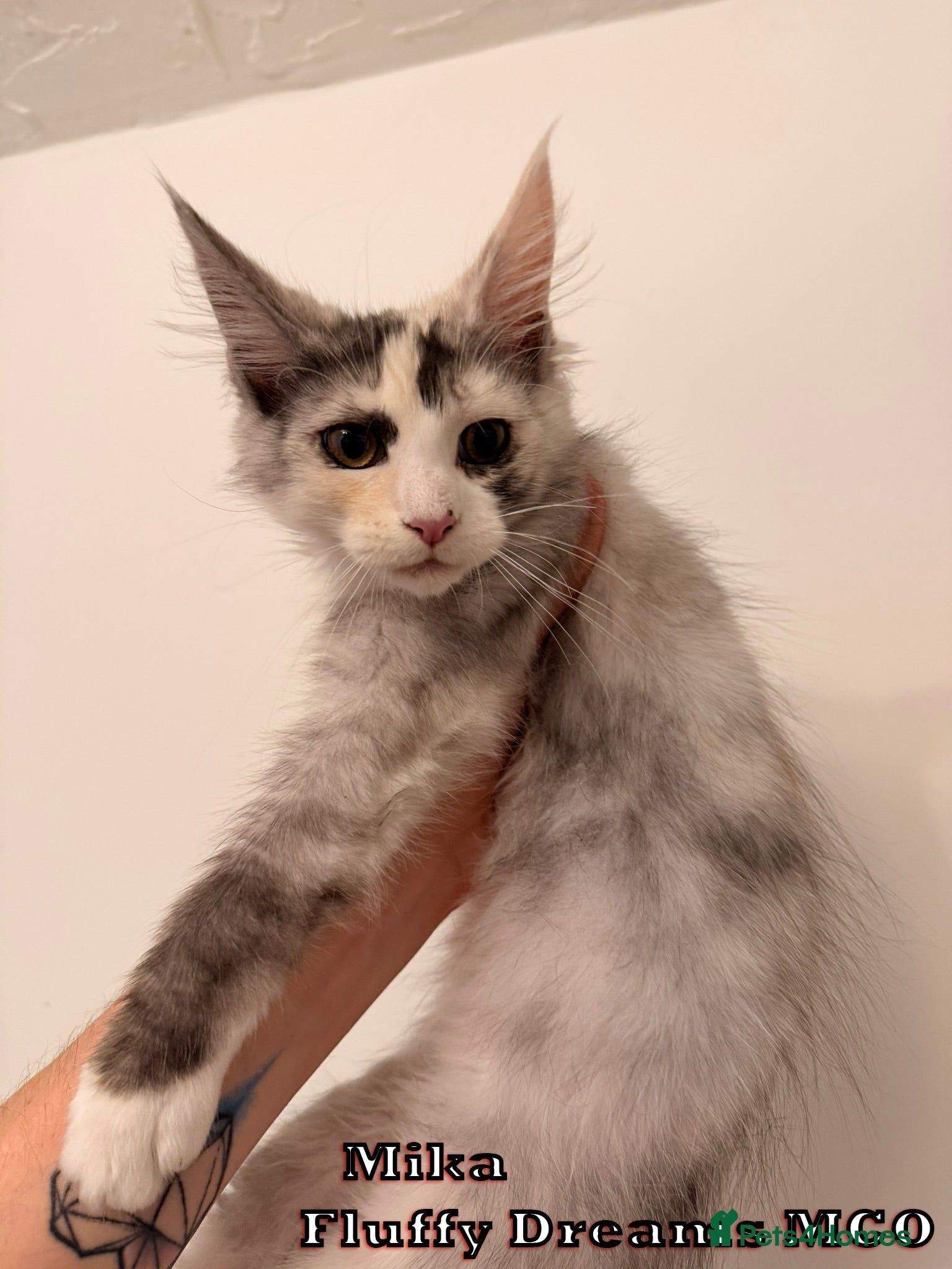 Maine Coon cats 1 Girl 1 Boy Active / Non Active N/N Tested TICA - Advert 2