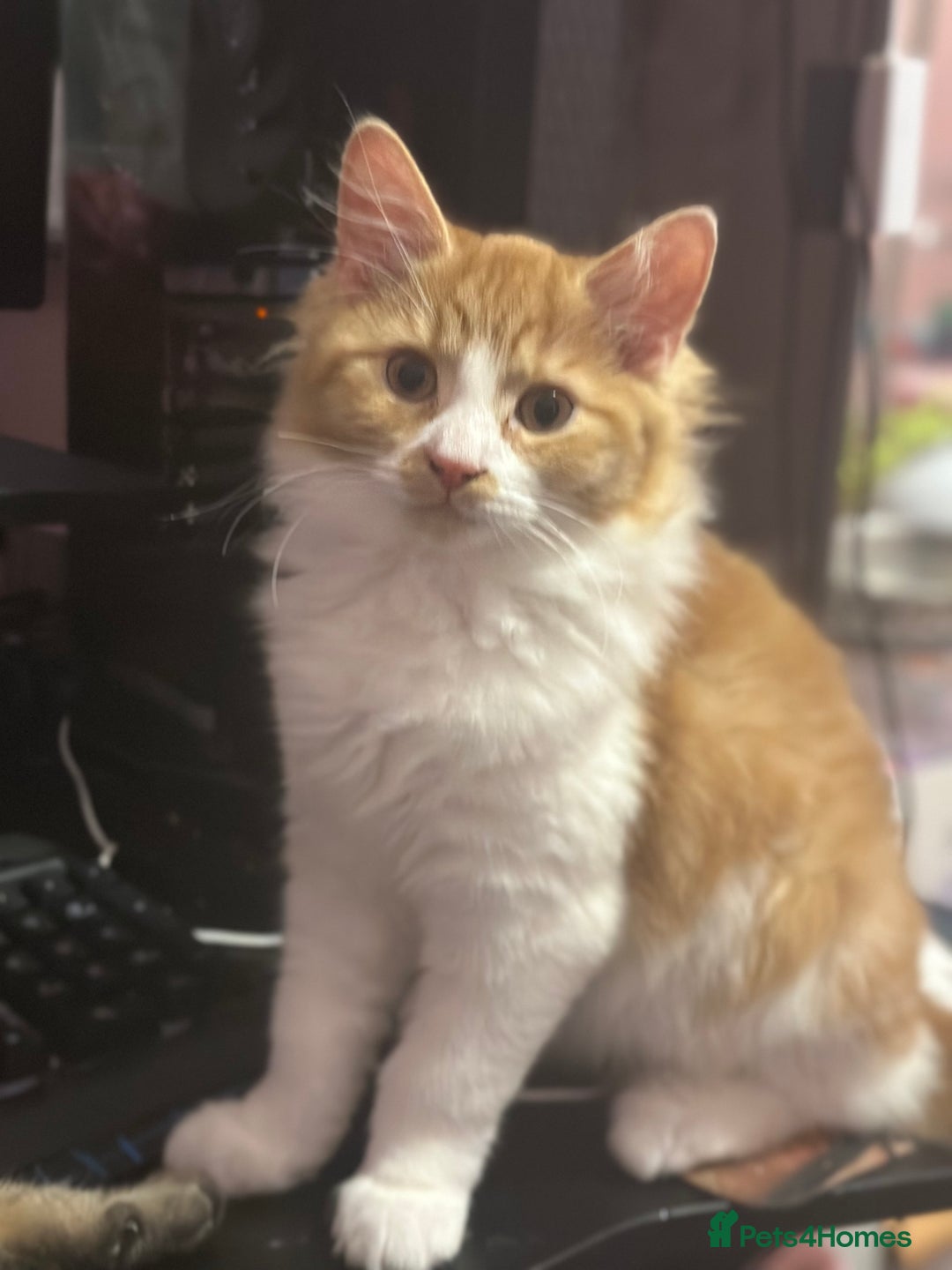 Mixed Breed cats for sale: Kittens  - Advert 1