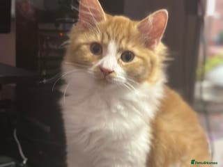 Mixed Breed cats Kittens - Advert 1