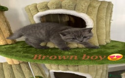 British Shorthair cats for sale: Blue British short hair kittens  in Braintree - Image 20