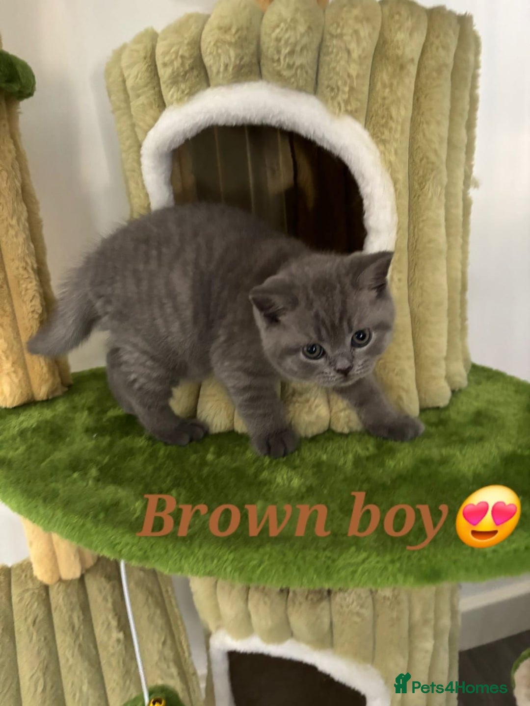 British Shorthair cats for sale: Blue British short hair kittens  in Braintree - Image 20