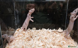 Rat rodents for sale: Naked Dumbo Rat's Males and Female's - Image 8