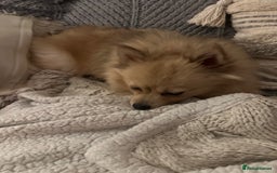 Pomeranian dogs for sale: 4 year old female Pomeranian- sky - Advert 1