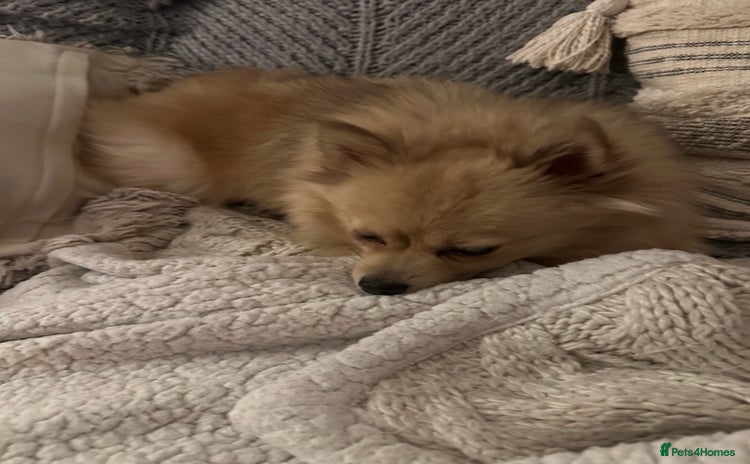 Pomeranian dogs 4 year old female Pomeranian- sky - Advert 1