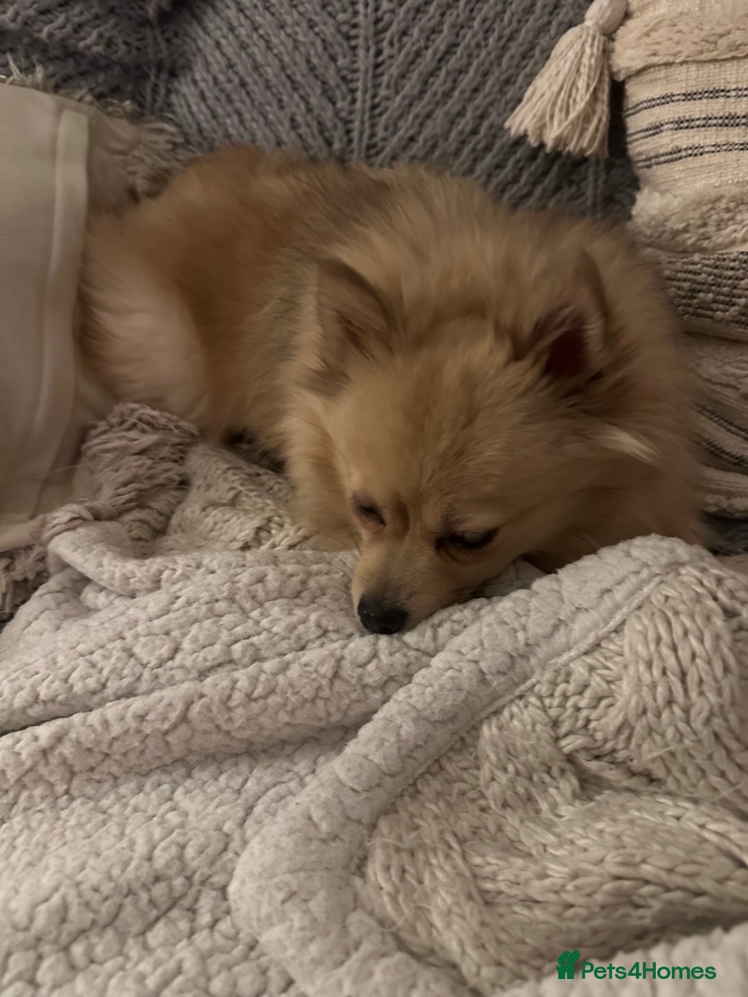 Pomeranian dogs for sale: 4 year old female Pomeranian- sky - Advert 1