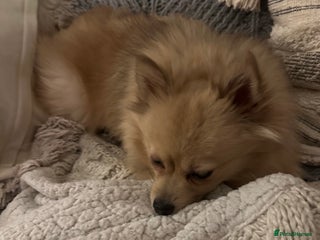 Pomeranian dogs for sale: 4 year old female Pomeranian- sky - Advert 1