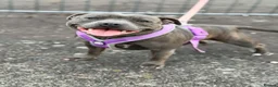 Staffordshire Bull Terrier dogs for sale: Adorable KC registered blue staffy puppies  - Advert 22