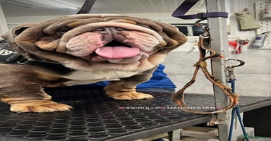 English Bulldog dogs - Advert 6