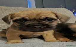 Mixed Breed dogs for sale: Frenchbulldog  cross puppies  - Advert 2