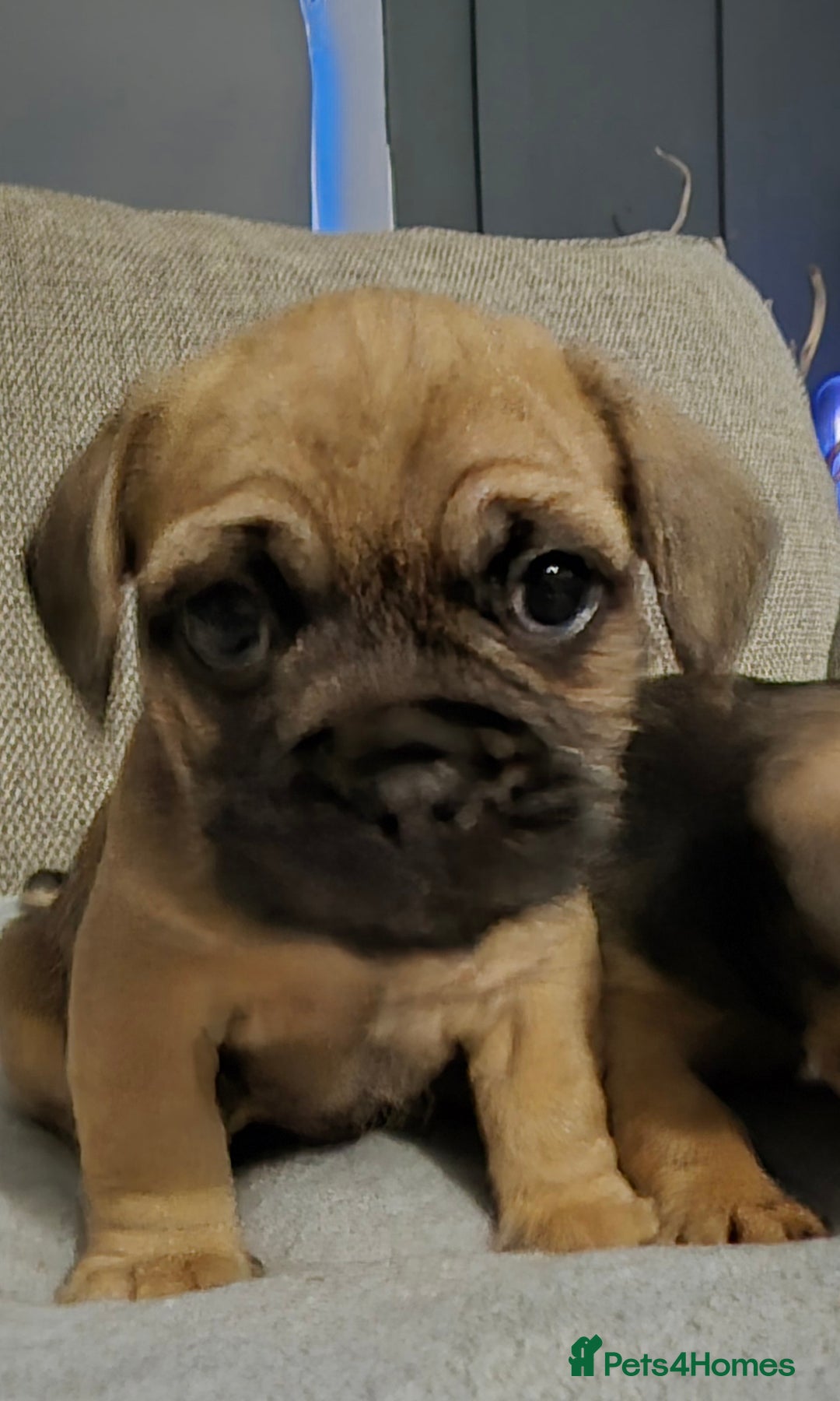 Mixed Breed dogs for sale: Frenchbulldog  cross puppies  - Advert 2