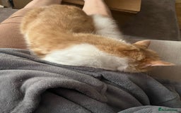 Domestic Shorthair cats for sale: Cream and white longhair cat  - Image 4
