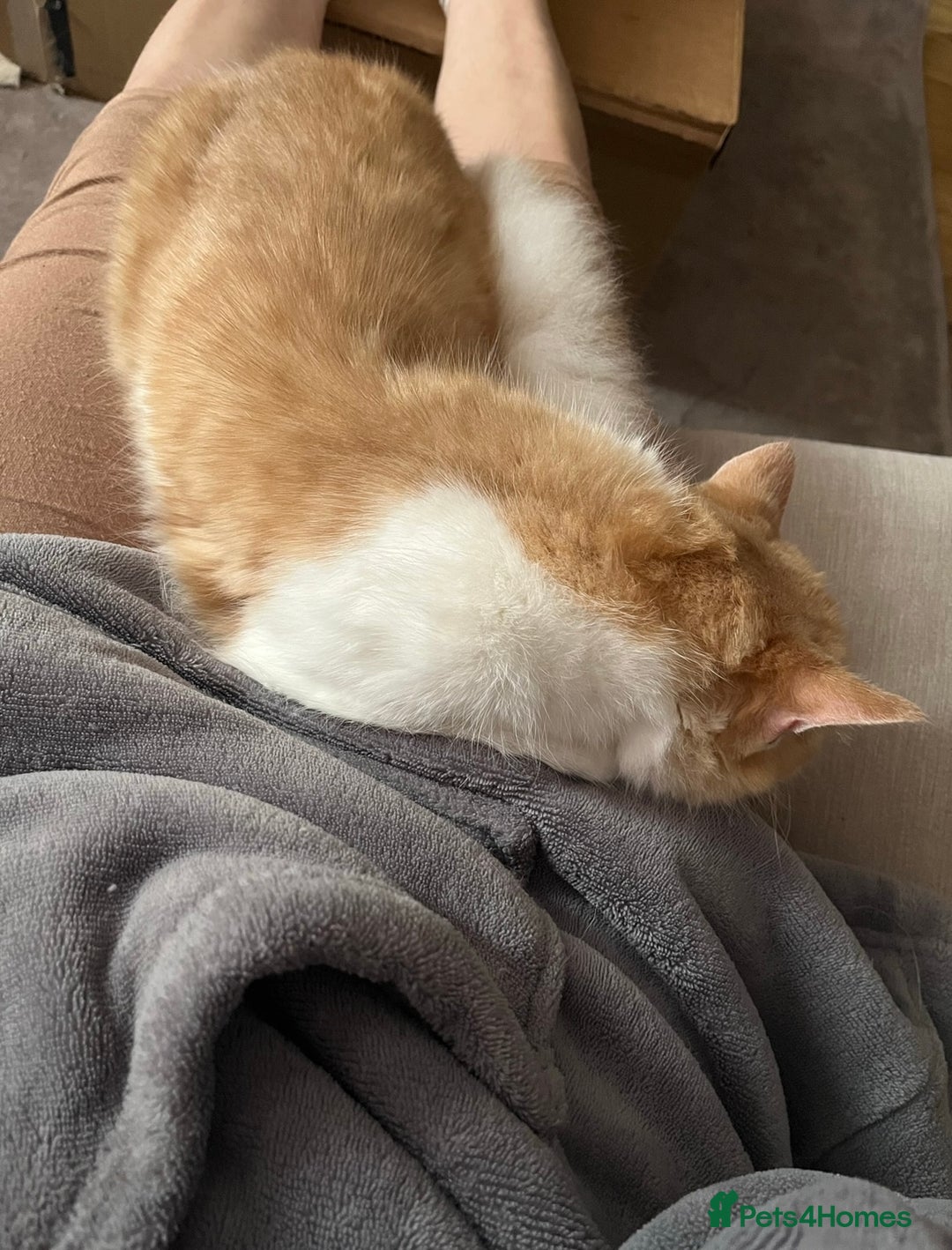 Domestic Shorthair cats for sale: Cream and white longhair cat  - Image 4
