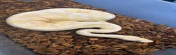 Python Snake reptiles for sale: Female Lavender Snow Ball Python in Manchester - Advert 2
