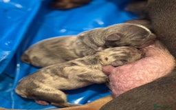 French Bulldog dogs for sale: French bulldog pups - Image 10