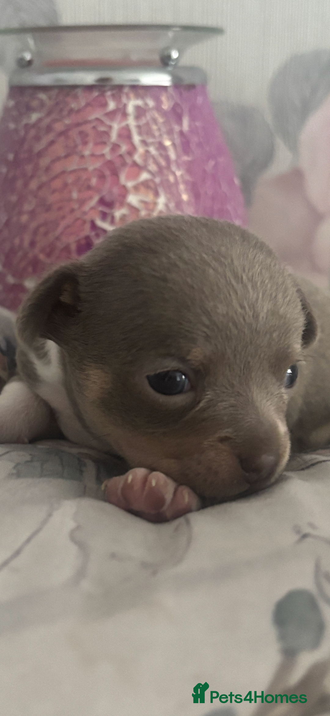 Chihuahua dogs for sale: Lilac girls - Image 8