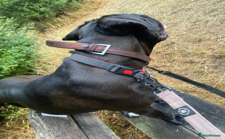 Cane Corso dogs - Advert 4