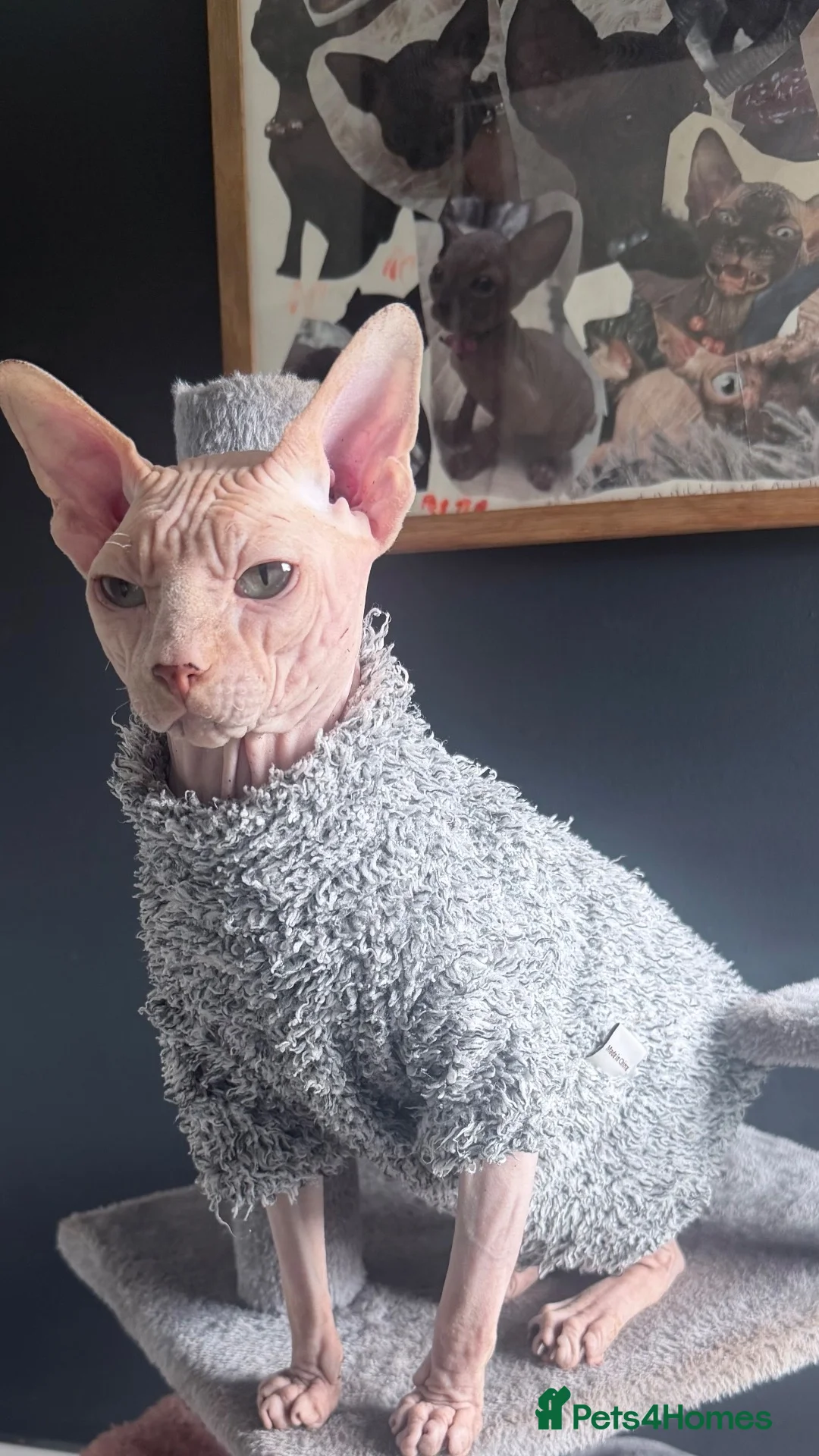 Sphynx cats for stud: Handsome boy for Stud - Advert 2