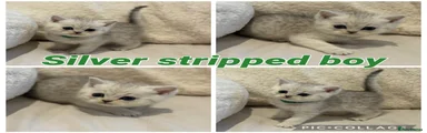 Silver stripped boy